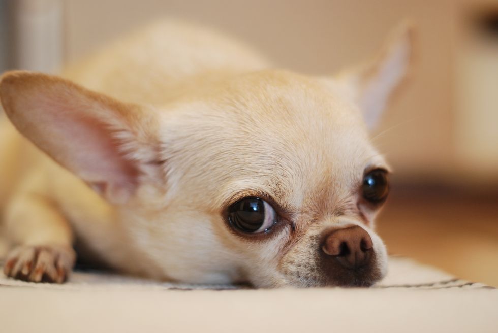 8 Reasons Why Chihuahuas Are The Best Dogs Ever