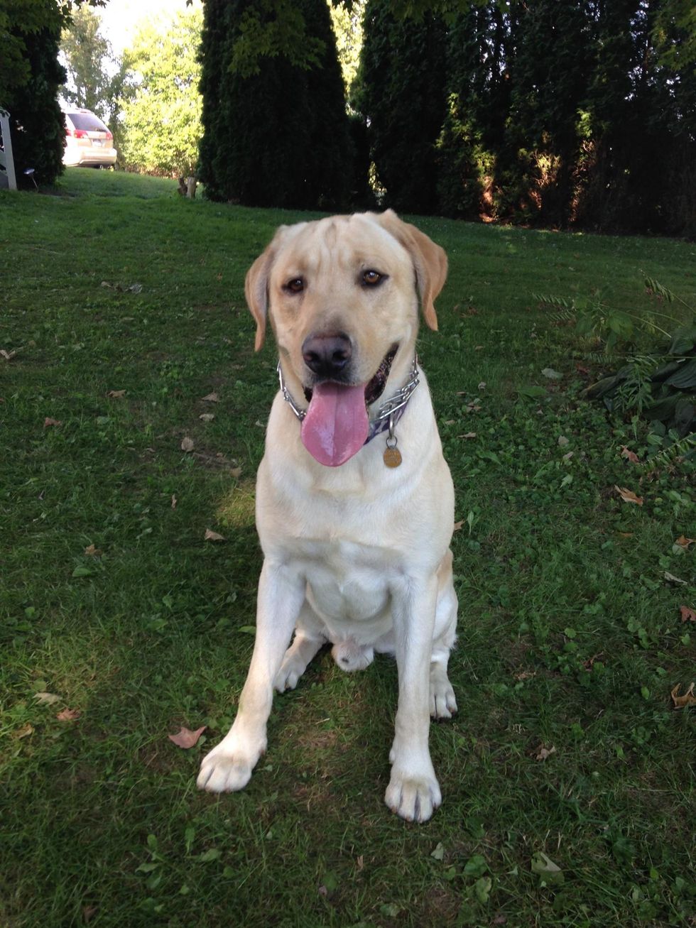 24 Pictures Of My Dog For His 4th Birthday