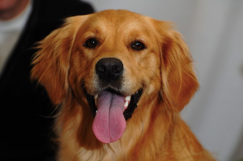 10 Types Of Doggos Everyone Should Know