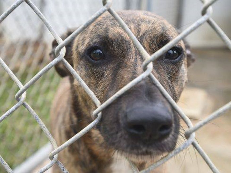 8 Questions You Need To Ask Yourself Before You Get A Dog