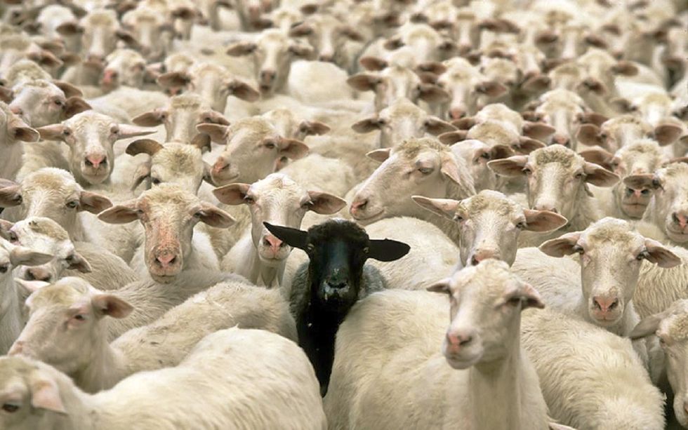 Being the Black Sheep
