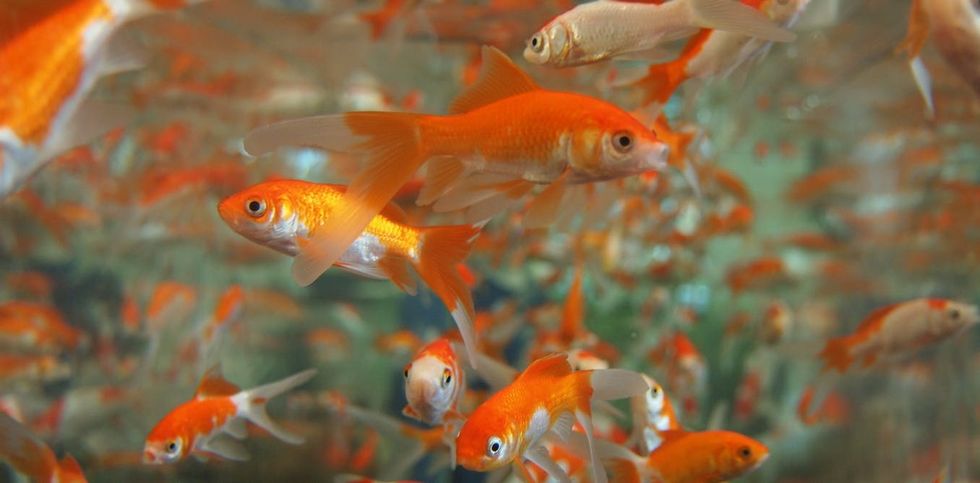 Your Roommate's Goldfish In 20 Steps