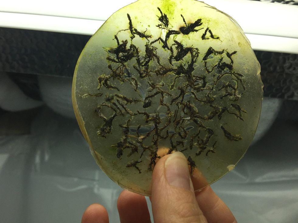 Biology Is More Than Just A Class