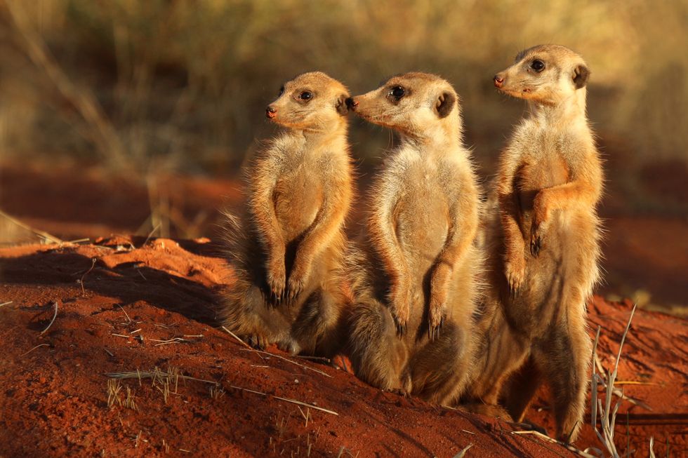 Lack Of Evidence In Meerkat Evolution