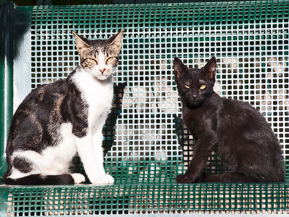 6 Animals That Are Just Jerks