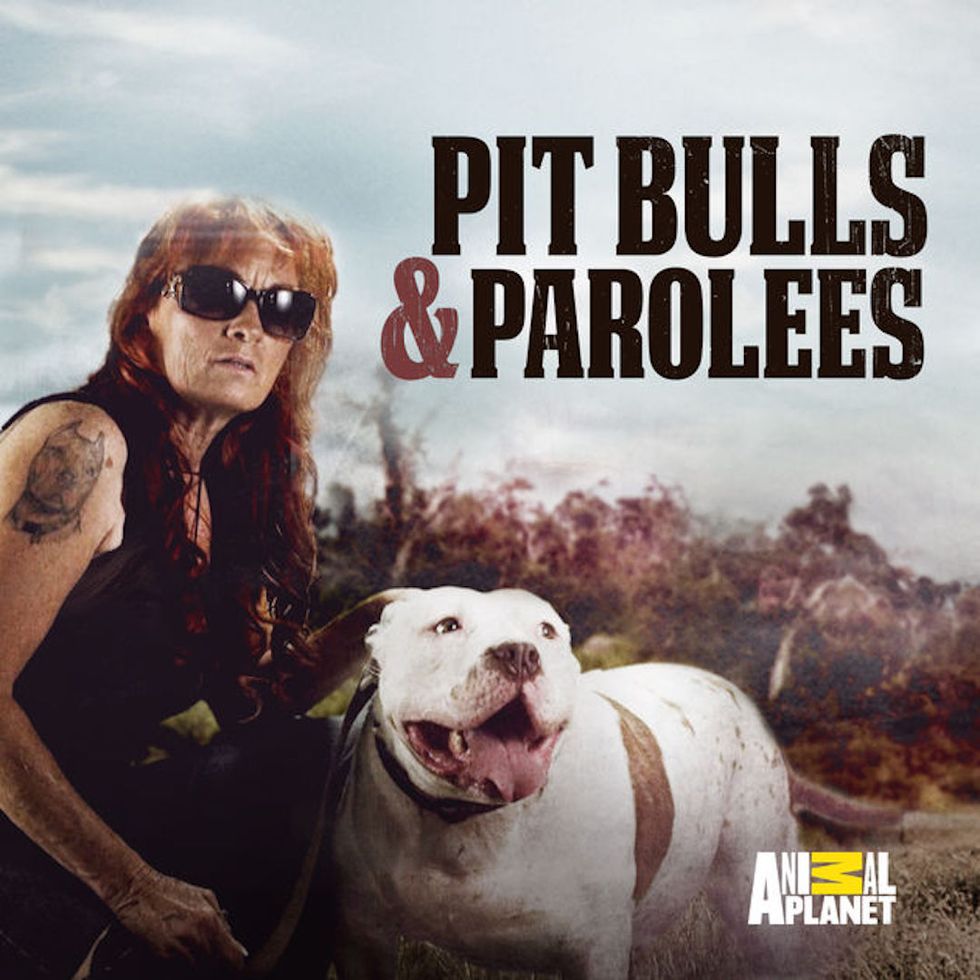 Pit Bulls and Parolees: More Than A TV Show