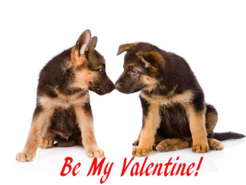 20 Valentine's Day Puppies That Will Melt Your Heart