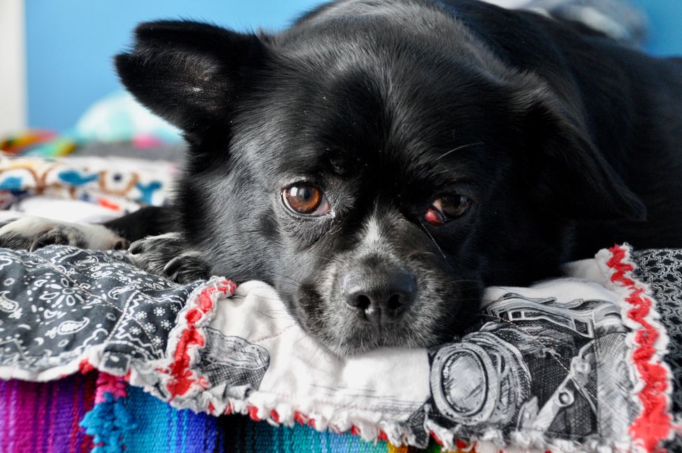 19 Reasons Owning A Dog Will Change Your Life For The Better