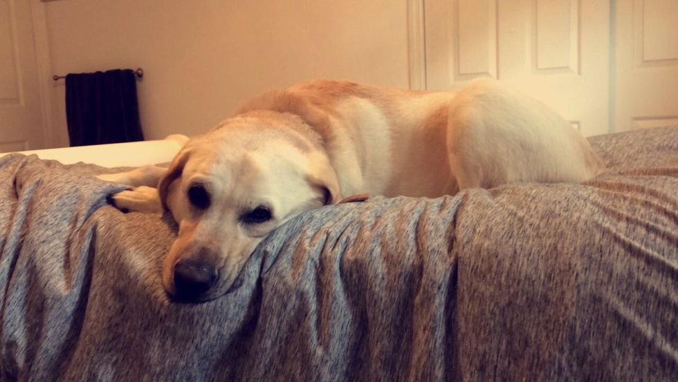 Dear Dog, Here Are 10 Things I Wish You Could Understand