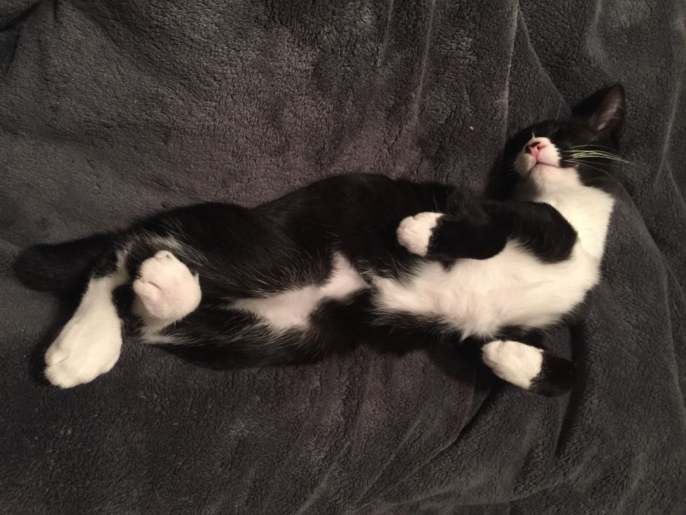 To My Cat, Thank You For All You've Taught Me