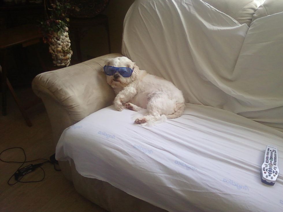 5 Reasons Dogs Are Your Best Friends