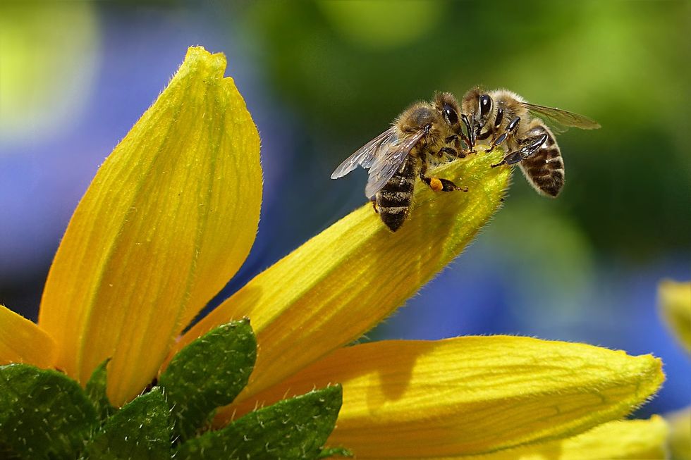 Without Bees, It's A Real Sting To All Of Us