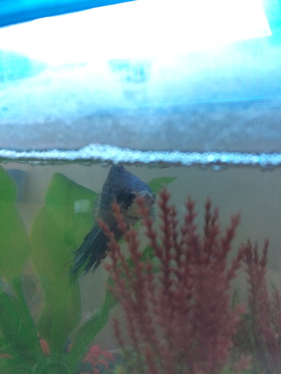 An Ode To Roger, My Fishie Friend