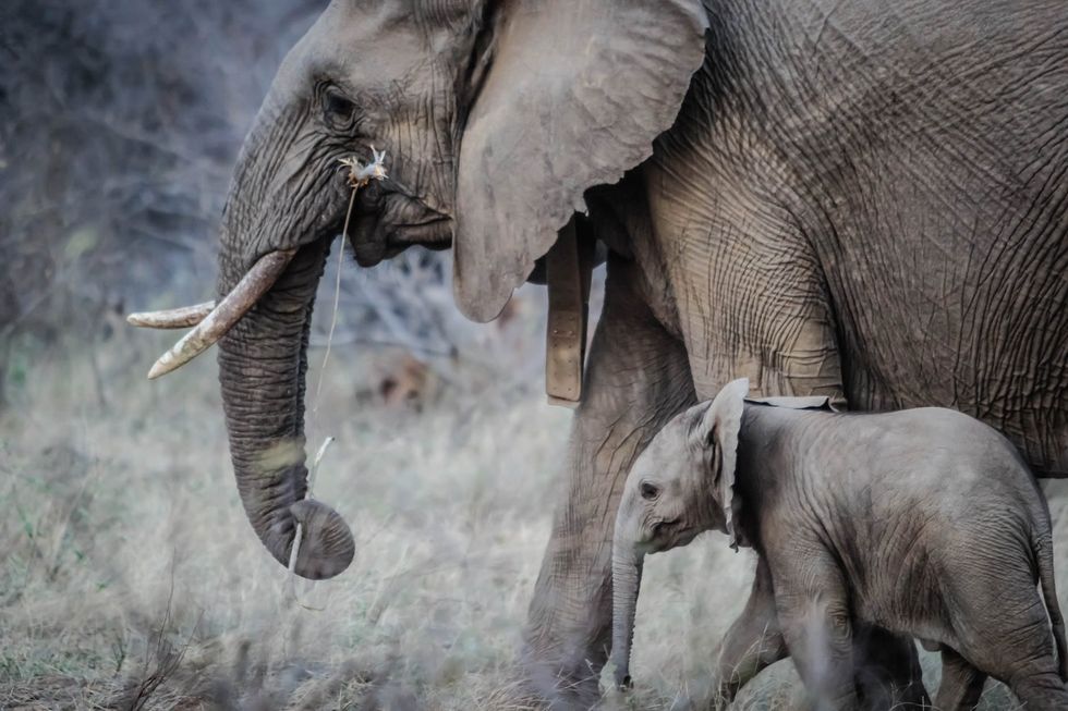 How You Can Save The Elephants
