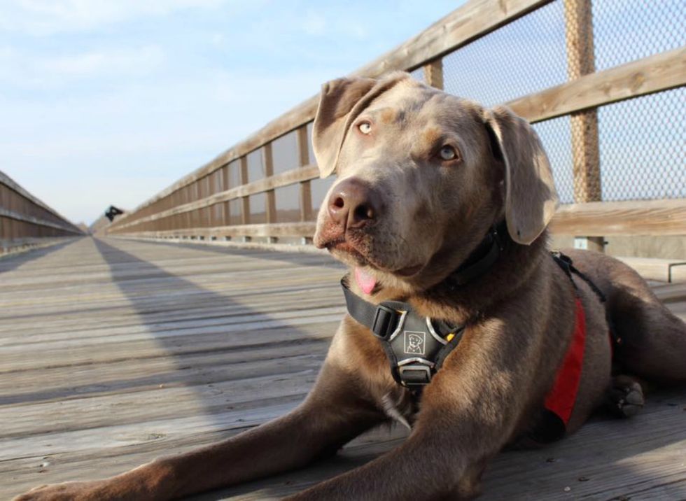 A Letter To My Dog I Call My Best Friend