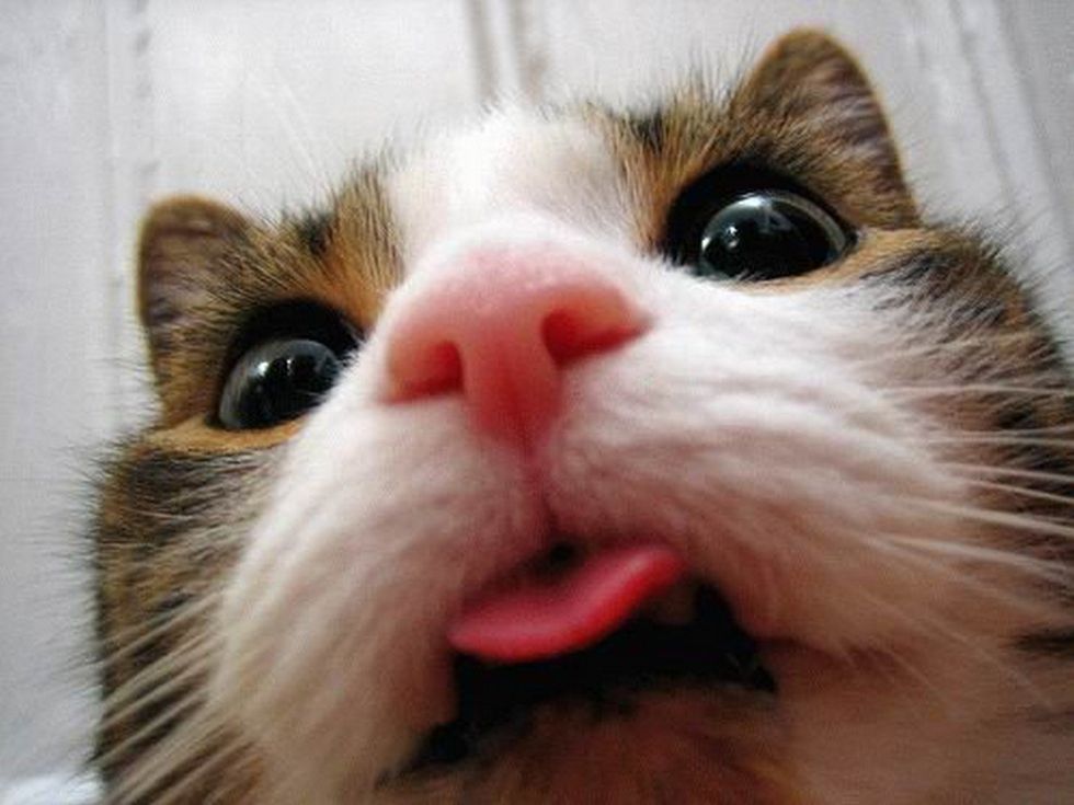 7 Products To Buy For Your Cat NOW