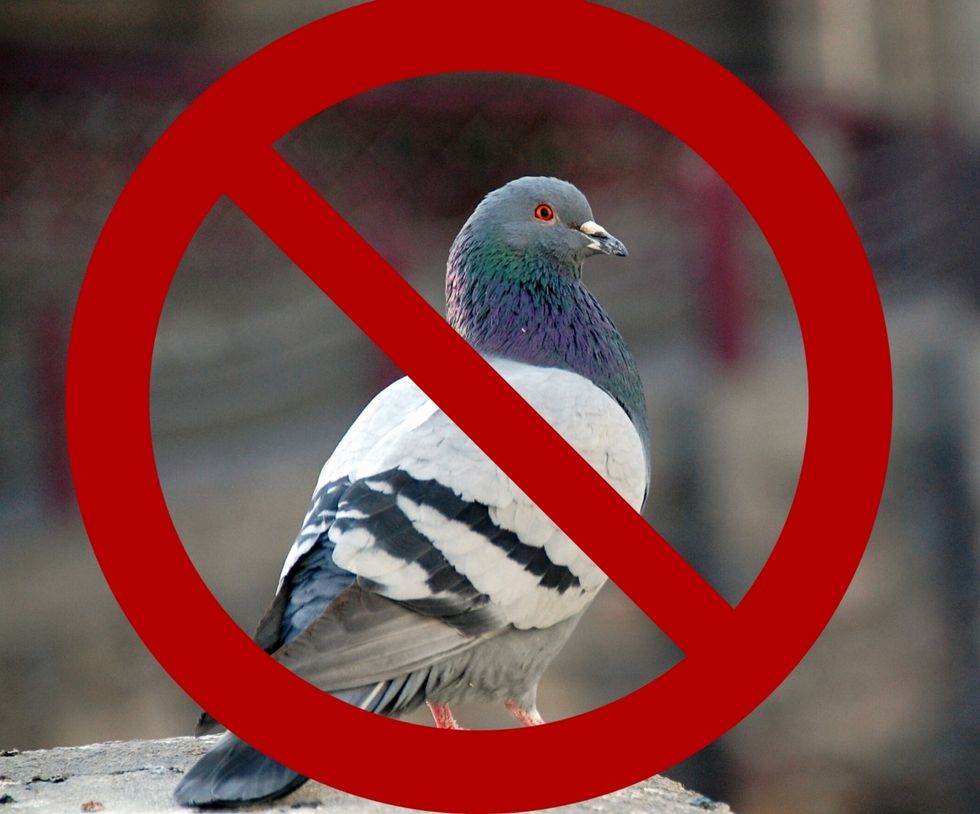 20 Creative Ways To Destroy The Pigeons On The Texas Tech Campus