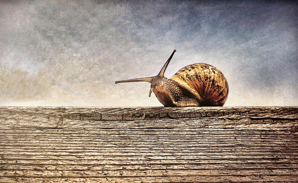 Prose On Odyssey: The Elongated Snail