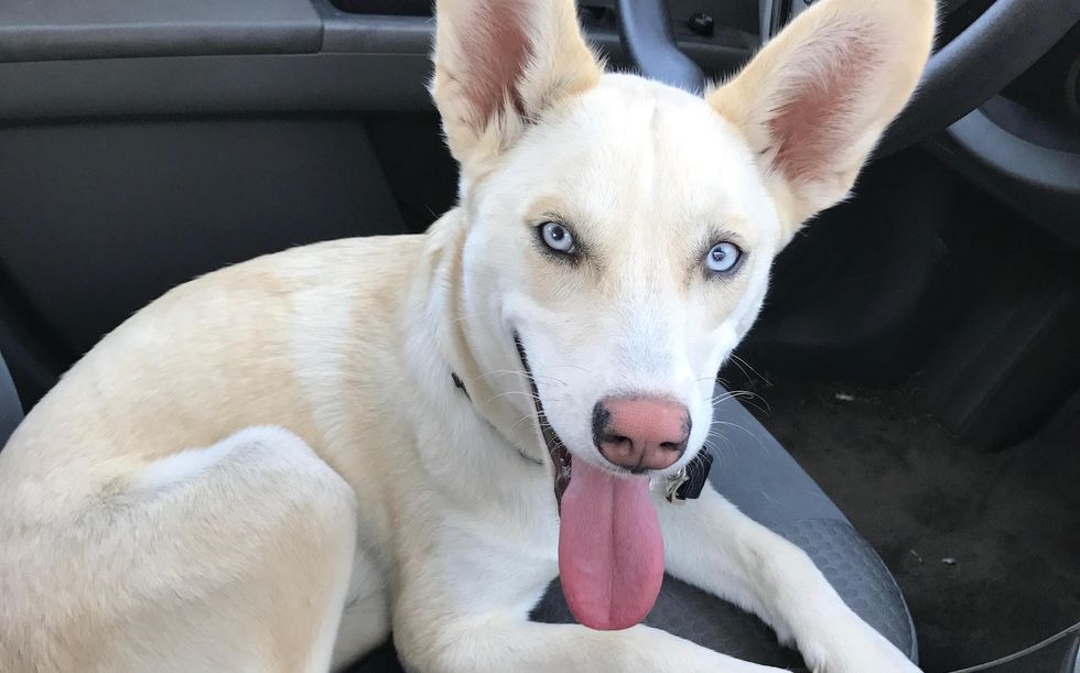 My Rescue Dog Rescued Me And Made Me Realize That I Am Enough