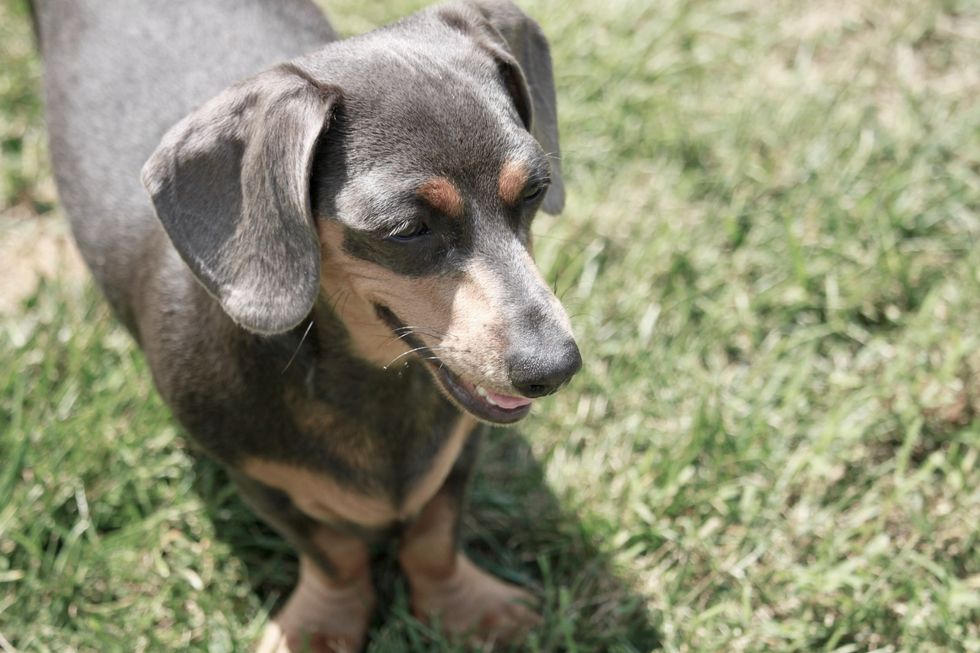 5 Reasons Why Dachshunds Are The Best Dogs Ever