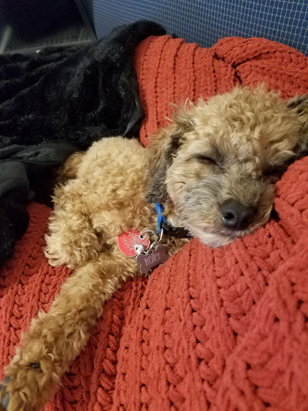 A Letter Of Thanks To My Emotional Support Animal