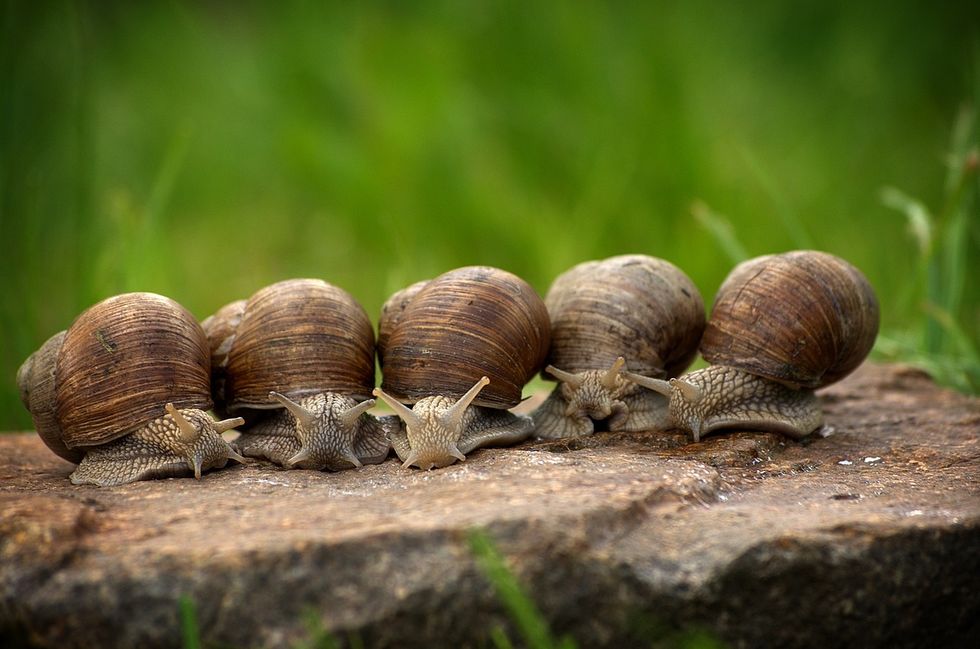 On Escargot, Why We Should Move Slower