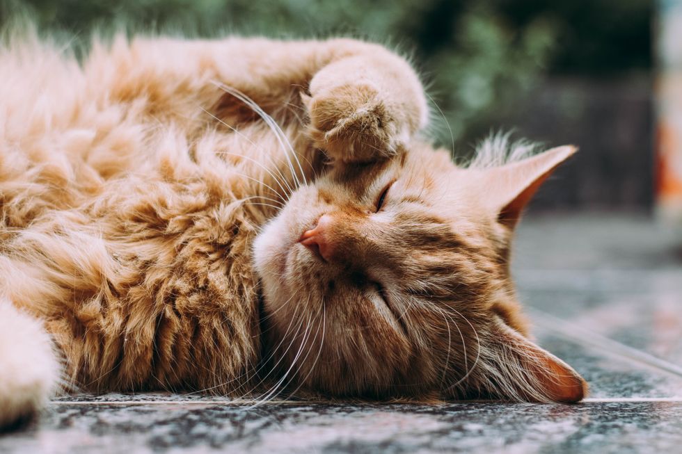 11 Struggles Of Living With An Overweight, Needy Cat