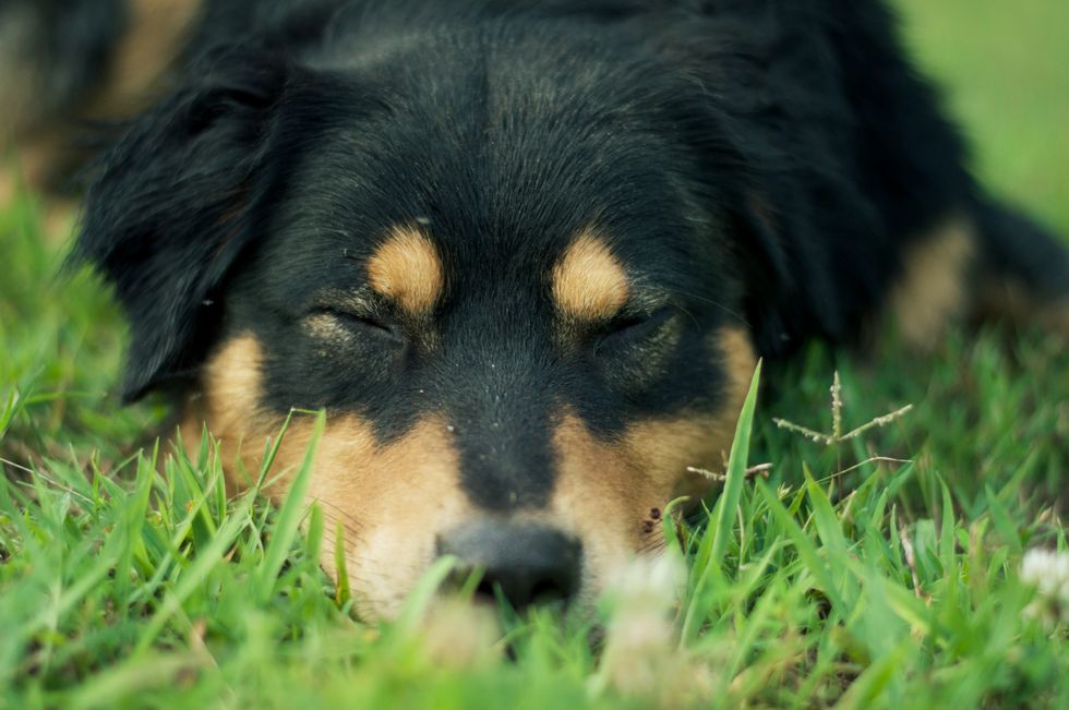18 Photos Of Furry Friends Guaranteed To Make You Smile