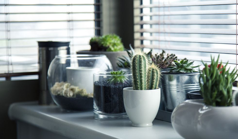 19 Reasons Why Houseplants Are The Superior Pet