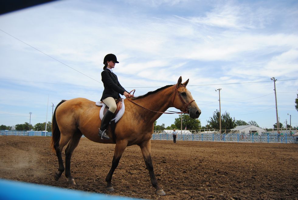 To My Childhood Horse, Because It's Not Just People Who Have Big Impacts On Our Lives