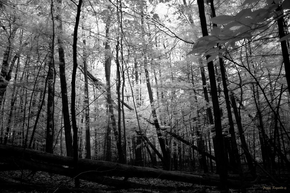 Top 4 Black Metal Albums Of 2017