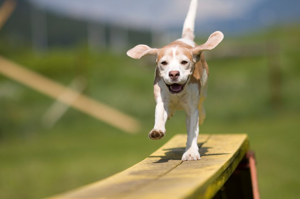 7 Products To Buy For Your Dog NOW