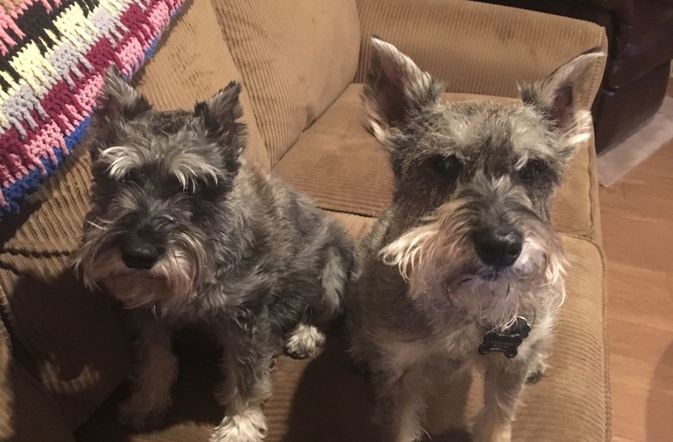 What It Means To Be A Pet Owner