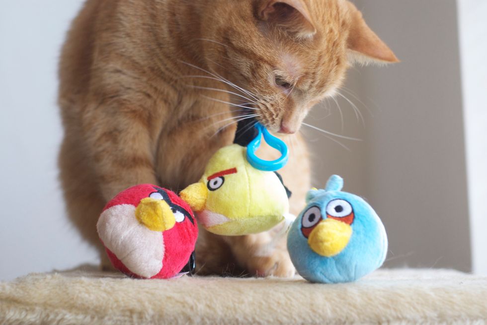 4 Terrifying Times I Almost Became A Budgie Butcher