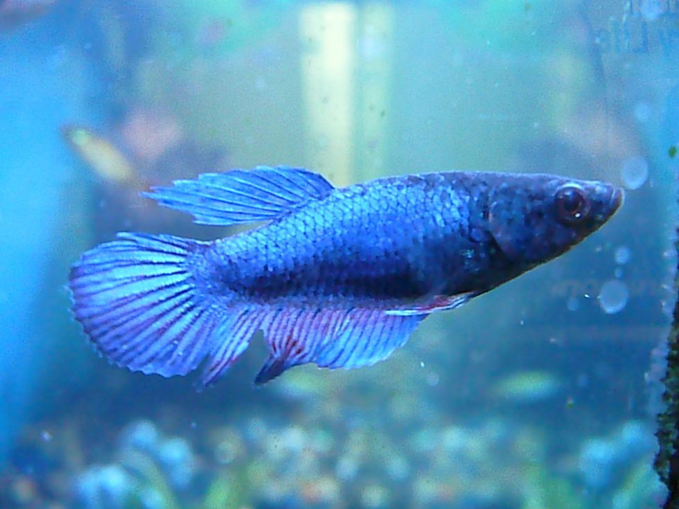 A College Student's Guide To Taking Care Of Betta Fish