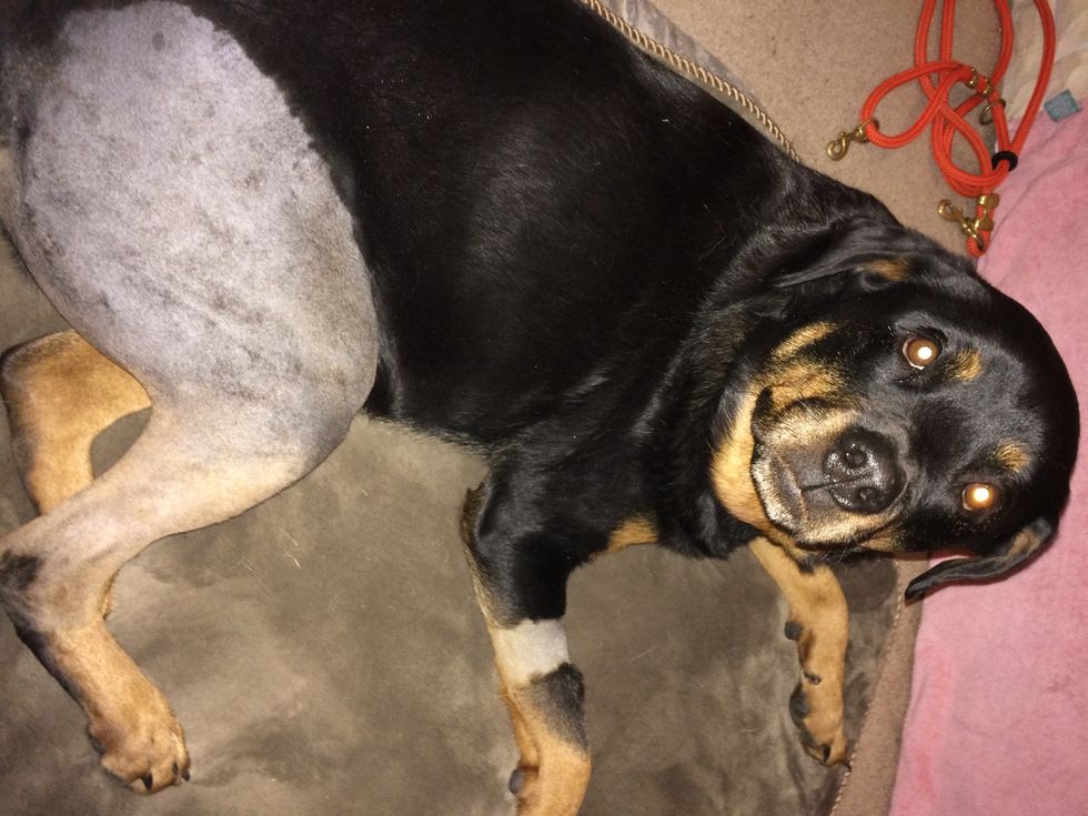 My Dog's Knee Gave Out