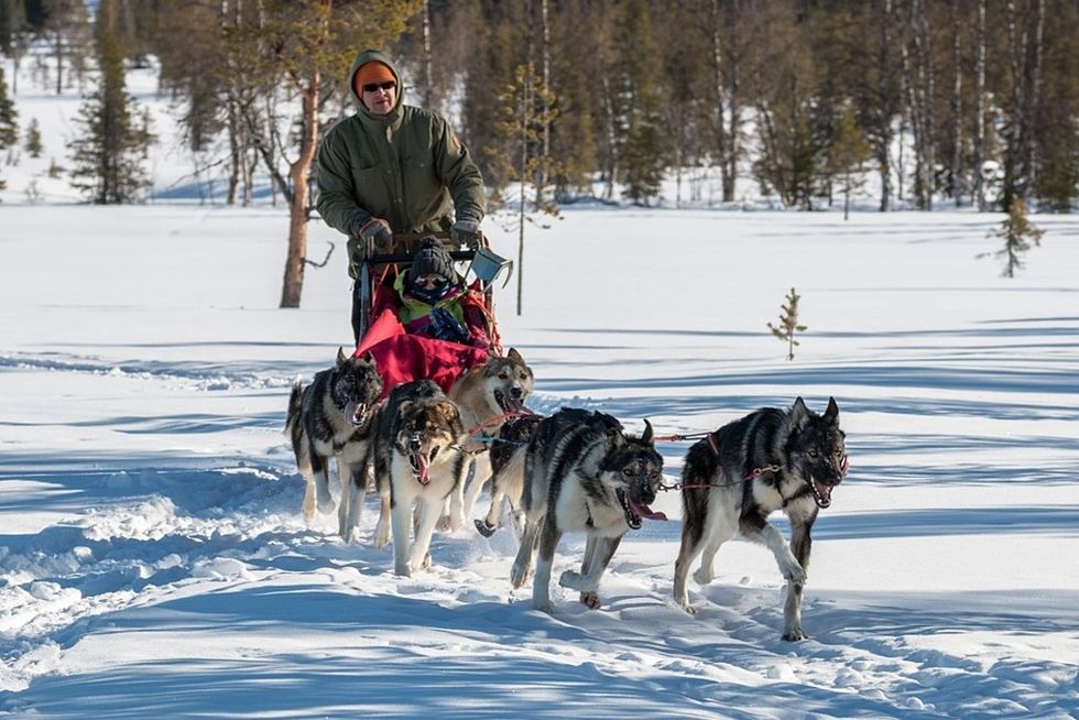 5 Amazing Qualities Of Huskies
