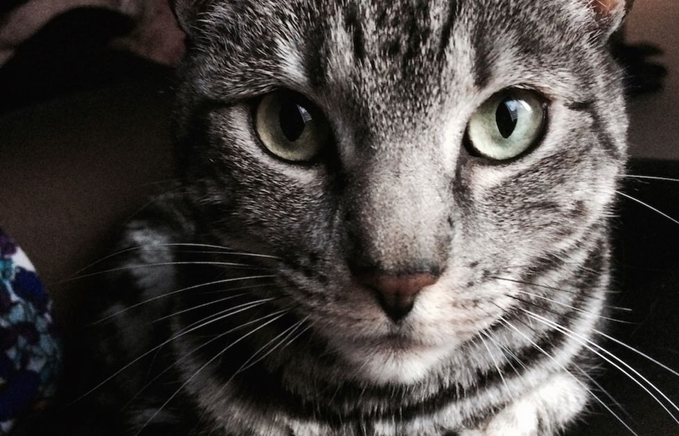 21 Signs You’re Destined To Be A Cat Owner