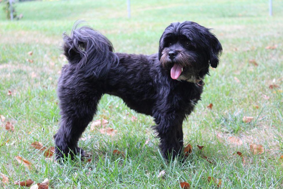 10 Reasons Why My Dog is My Best Friend