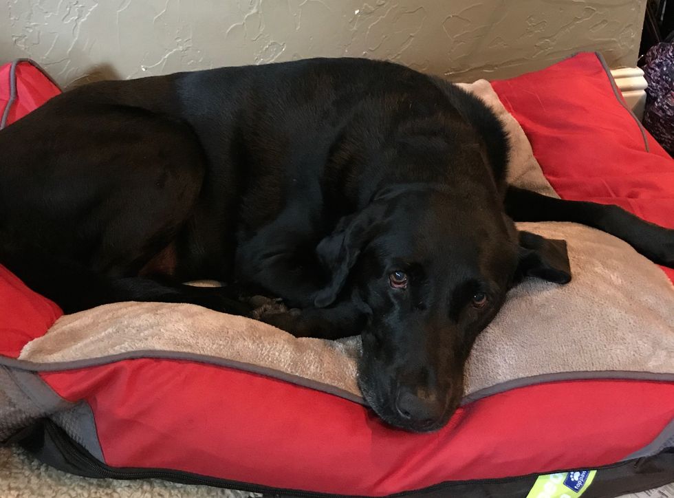 6 Reasons Dogs Are The Best