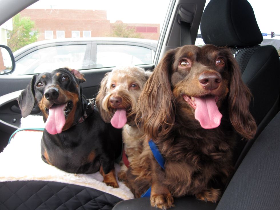 9 Things Students Who Miss Their Dogs Inevitably Do