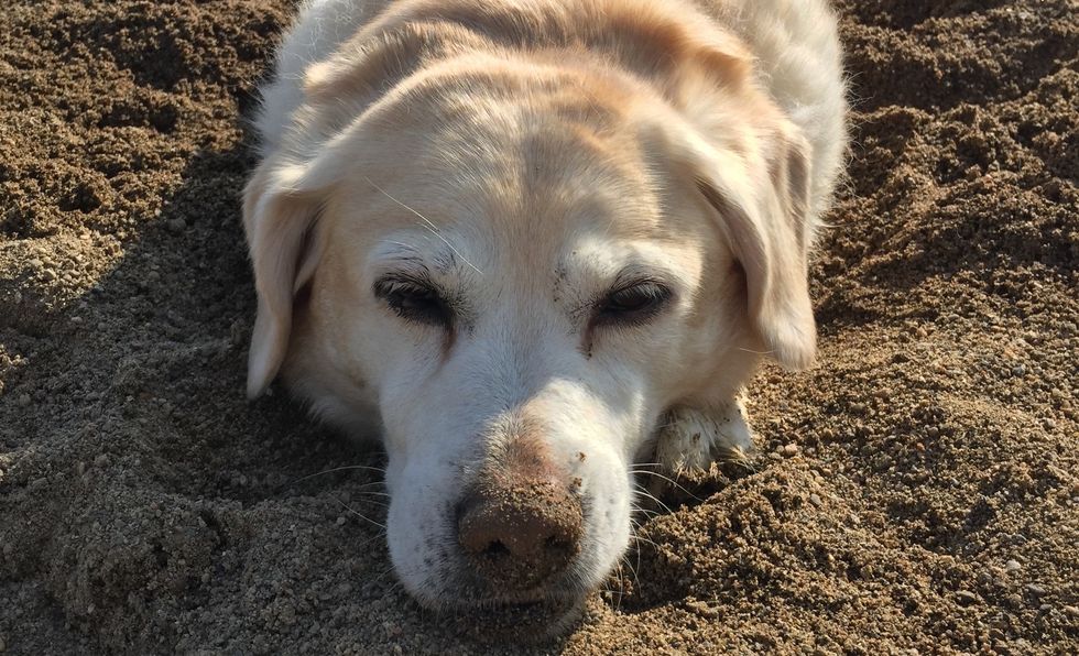 Things My Dog Taught Me