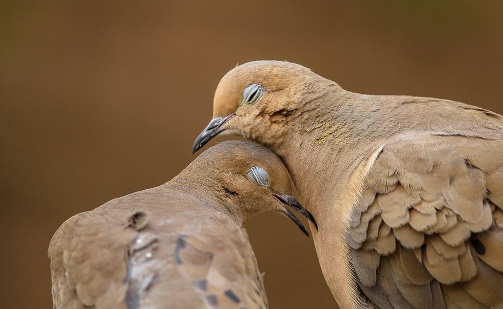 Poetry on Odyssey: When Love Comes on Winged Things