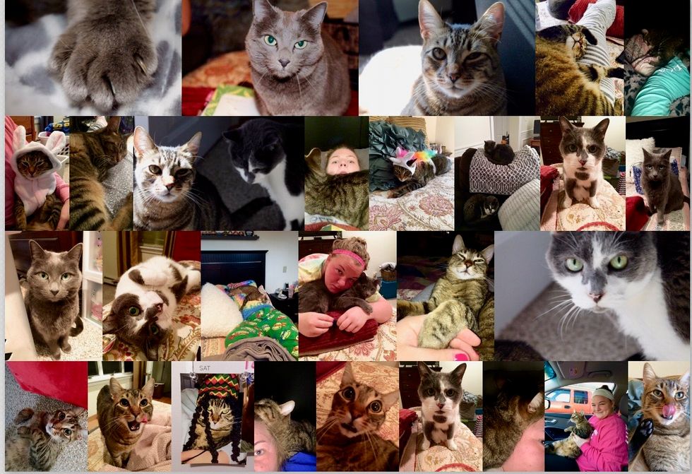 When You Give A Girl A Cat (Or Three)