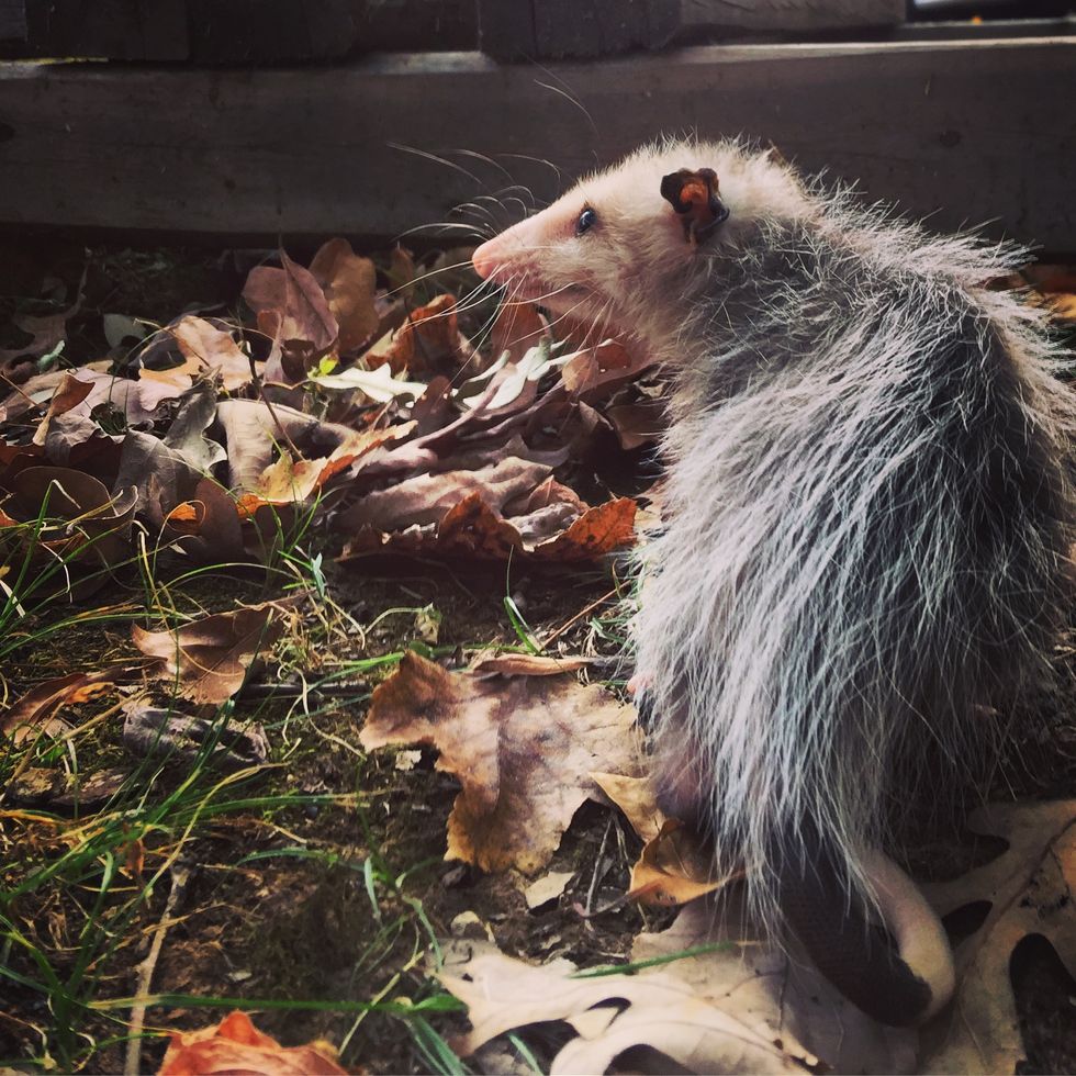 The Pursuit Is Happiness