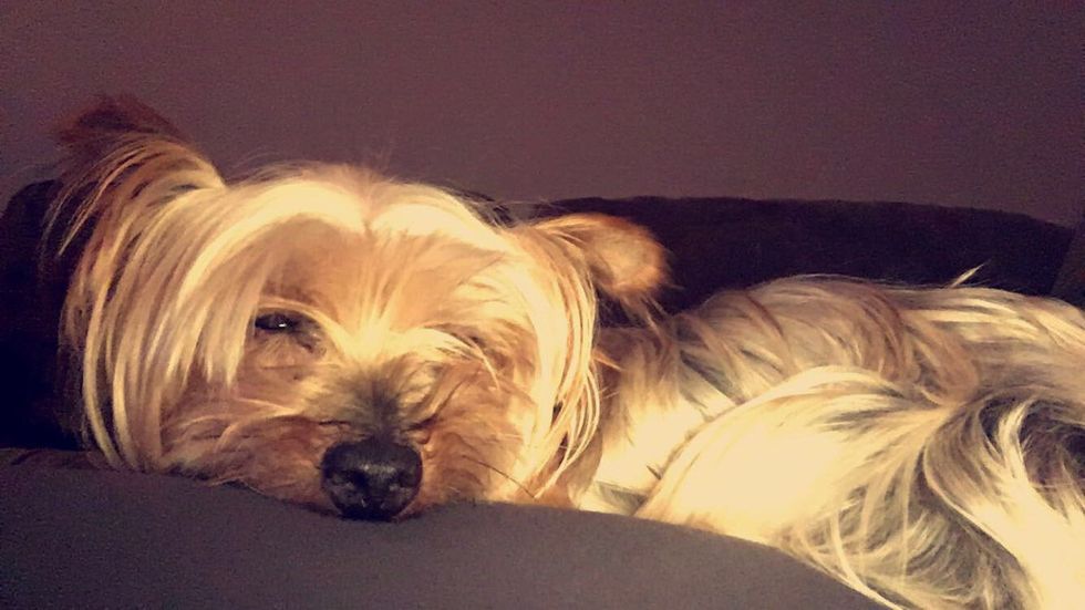 All Dogs Go To Heaven, And Now Mine Has, Too