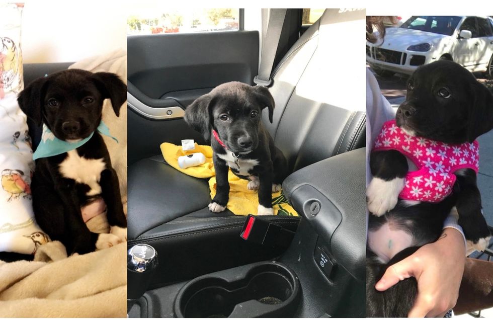 To Juno, The Dog Who Opened My Eyes About Adoption