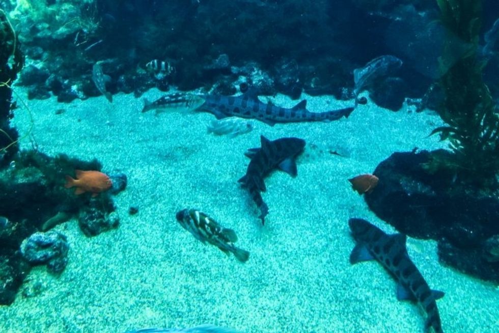 Why We Need To Stop Killing Sharks And Start Saving Them