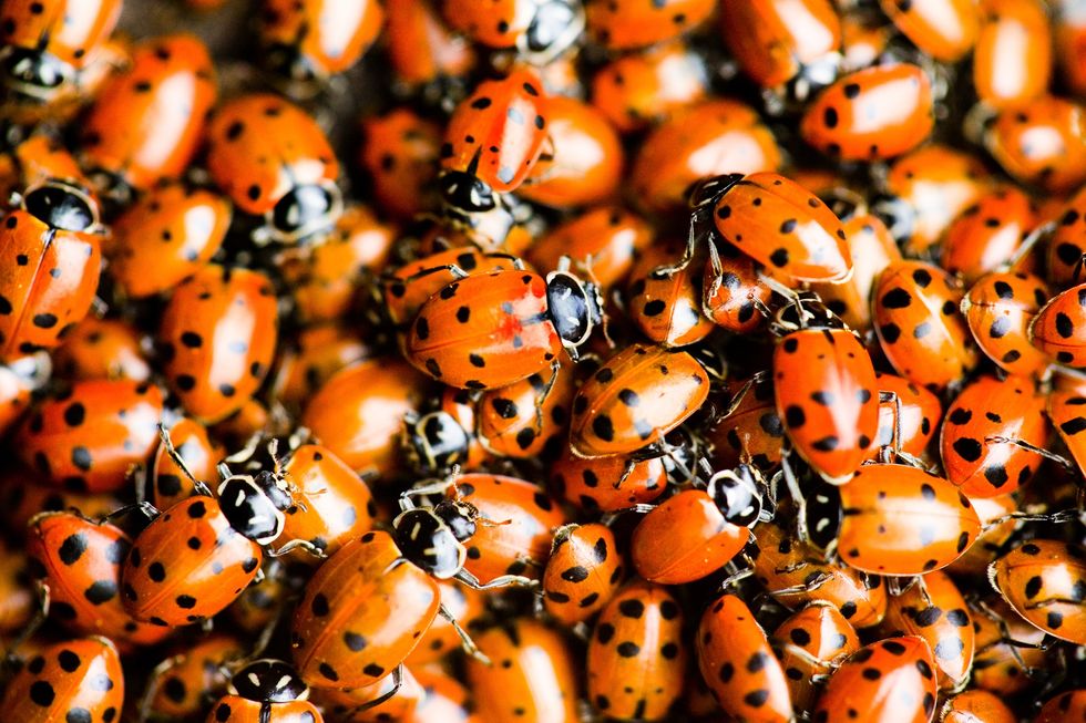 My Thoughts Are Like Ladybugs, Because They're The Worst