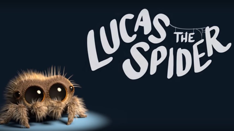 Say Hello To Lucas, The Spider Even Arachnophobes Can't Help But Love